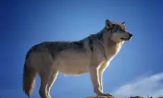 开云体育下载-狼队坚守阵地，稳固排名第七位置